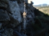 Cyclosa ? 1/2