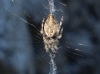 Cyclosa ? 2/2