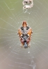 Cyclosa sp.