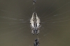 Cyclosa conica