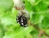 Cyrtophora citricola