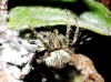 Gibbaranea gibbosa