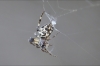 Larinioides sclopetarius ?