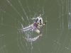 Larinioides sclopetarius