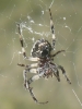 Larinioides sclopetarius