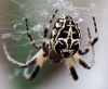 Larinioides sclopetarius
