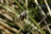 Larinioides sp.