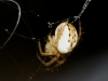 Mangora acalypha
