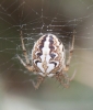 Neoscona adianta