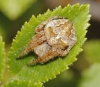 Neoscona subfusca