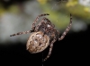 Nuctenea umbratica