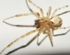 Zygiella atrica
