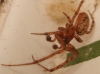 Zygiella sp.