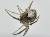 Zygiellinae