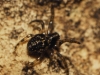 araneidae