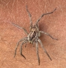 Hogna radiata