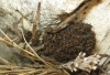 Hogna radiata