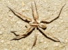 Hogna radiata