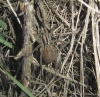 Hogna radiata