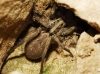 Hogna radiata