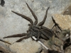Hogna radiata