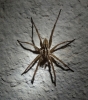 Hogna radiata