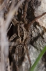 Hogna radiata