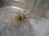 Hogna radiata