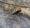 Hogna radiata