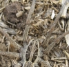 Hogna radiata
