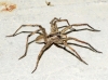 Hogna radiata