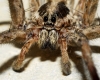 Hogna radiata