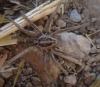 Hogna radiata