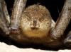 Hogna radiata