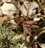 Hogna radiata