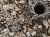 Lycosa hispanica