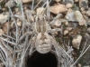 Lycosa hispanica