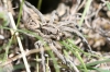 Lycosa hispanica