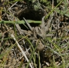 Lycosa hispanica