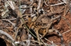 Lycosa hispanica