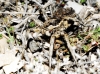 Lycosa hispanica