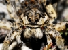 Lycosa hispanica