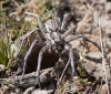 Lycosa hispanica