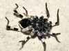 Lycosa hispanica