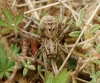 Lycosa hispanica