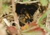 Lycosa hispanica