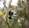 Lycosa hispanica