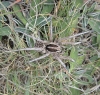 Lycosa hispanica