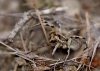 Lycosa hispanica