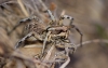 Lycosa hispanica